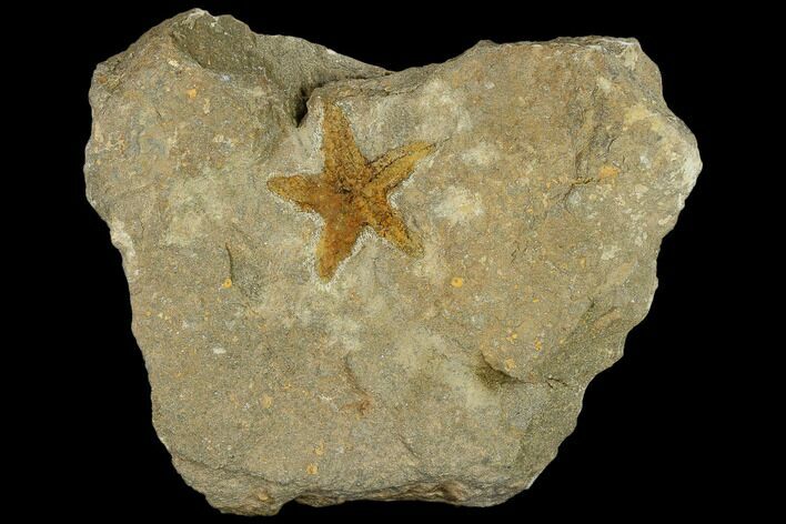 Ordovician Starfish (Petraster?) Fossil - Morocco #118058